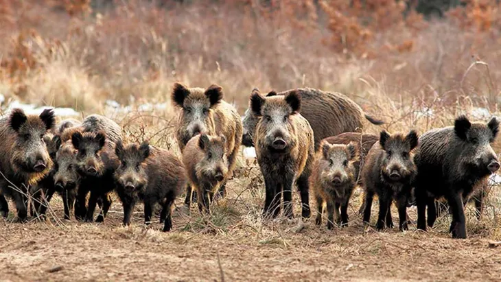 Avanza el jabalí en la Patagonia: afecta suelos, biodiversidad y producción